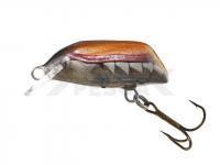 Dorado Beetle 3