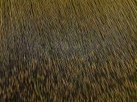 Wapsi Deer Body Hair - 901 Dark Olive