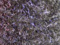 Semperfli EggStatic Egg Fritz 8mm - Black Sturgeon