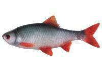 Señuelos blandos Fox Rage Ultra Natural Fillets 6cm - Roach