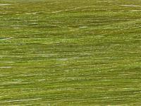 Future Fly Salmo Flash - Olive