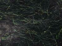 Hemingway`s Peacock Dubbing - 04 Black