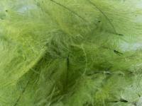 Plumas FMFly Goose CDC 1G - Dyed Olive