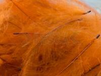 Plumas FMFly Goose CDC 1G - Dyed Rusty