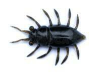 Vinilos FishUp Maybug 1.3" #043 - Watermelon Brown/Black