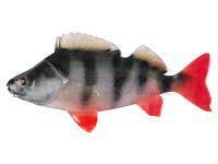 Señuelos blandos Fox Rage Ultra Natural Fillets 6cm - Perch