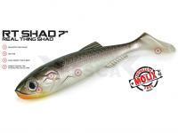 Molix Vinilos RT Shad 7