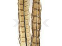 Ringneck Tail Feathers - 027 Bleached Ginger