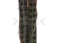 Ringneck Tail Feathers - 029 Dun