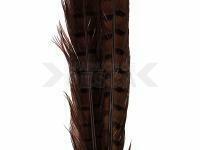 Ringneck Tail Feathers - 037 Chocolate Brown