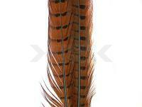 Ringneck Tail Feathers - 051 Rusty Brown