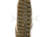 Ringneck Tail Feathers - 199 Natural Cock