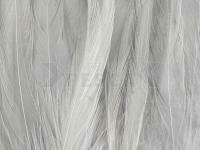 Rooster Saddle Feather - Grey