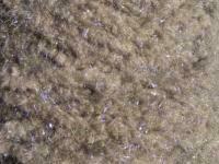 Semperfli EggStatic Egg Fritz 8mm - Beluga Pearl Grey