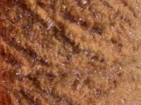 Semperfli EggStatic Egg Fritz 8mm - Brown Trout Roe