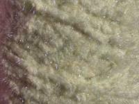 Semperfli EggStatic Egg Fritz 8mm - Cream