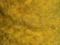 Semperfli EggStatic Egg Fritz 8mm - Fl Orange Tobiko