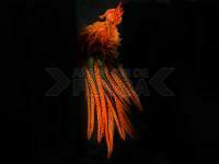 UV2 Coq De Leon Perdigon Fire Tail Feathers - #137 Fl Orange