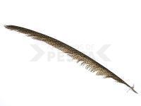 Golden Pheasant Tail Piece