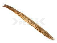 Golden Pheasant Tail Piece - Long