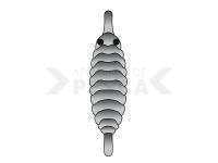 Hemingway`s Gammarus back - Gray