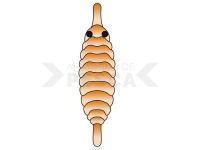 Hemingway`s Gammarus back - Orange