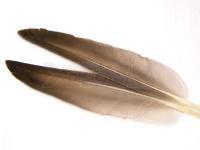 Mallard Duck Wing Quills Grey