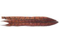 Pheasant Tail - Rusty