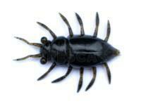 Vinilos FishUp Maybug 1.3" #043 - Watermelon Brown/Black
