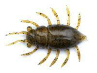 Vinilos FishUp Maybug 1.3" #074 - Green Pumpkin Seed