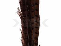 Ringneck Tail Feathers - 037 Chocolate Brown