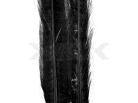 Ringneck Tail Feathers - 100 Black