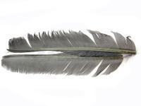 Turkey Biot Quills - Gray