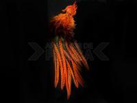 UV2 Coq De Leon Perdigon Fire Tail Feathers - #137 Fl Orange