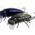 Microbait Señuelos duros Beetle