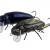 Microbait Señuelos duros Beetle