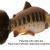 Savage Gear 3D Craft Trout PulseTail Bulk