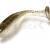 Quantum 4street B-Ass Shad