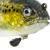 Westin Tommy the Trout Multi Jointed R2F