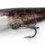 FOX Rage Ultra Natural Catfish Replicant