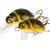 Wob-Art Señuelos Pływak żółtobrzeżek (Great diving beetle)