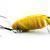 Imago Lures Señuelos Great diving beetle