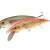 Dorado Classic 15