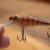 Salmo Rattlin’ Executor SDR