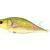 Dorado Tempter 18 Big Mama